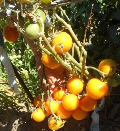 Томат Нижегородский кудяблик