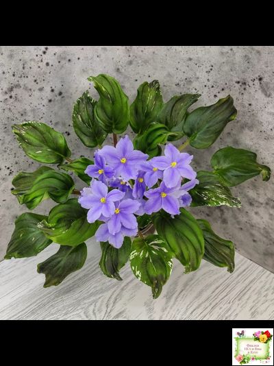 LV-Небо в Кармашке (Л. Шевелева) трейлер (пестролистный клакамас) сеянец