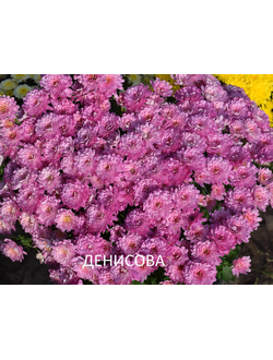 Хризантема мультифлора Bransound pink
