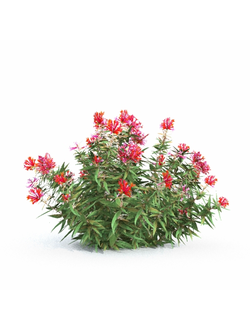 цветы Бувардия Estrellita Little Star