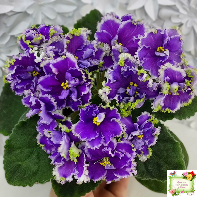 НД-Цветок Сирени (Н.Данилова-Суворова) 2022 г.