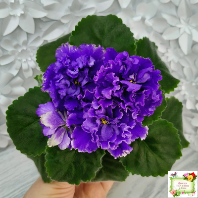 РМ-Синий Бриллиант (Н. Скорнякова) 2023 г.