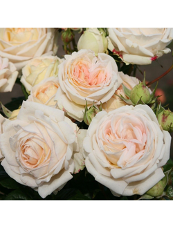 Мадам Анизет( Madame Anisette)