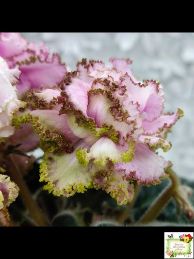 БР-Кудряшка (С. и Н. Буркацкие) 2021 г.