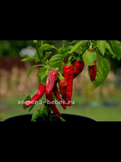 Перец острый Peperone Friariello, 10 шт