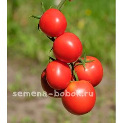 Томат Толстой F1, 5 шт