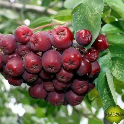 РЯБИНА "ТИТАН" (КРАСИВА И НЕПРИХОТЛИВА) саженец 190-200 см