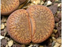 Lithops aucampiae C117 - 10 семян