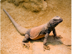 Чаквелла (Sauromalus obesus)