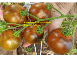 Томат Космическое затмение (Cosmic Eclipse)