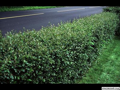 Кизильник блестящий - Cotoneaster lucidus