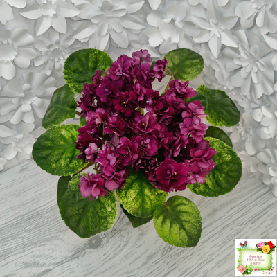 СВ-Город Солнечногорск (О.Емельянова) 2023 г. трейлер