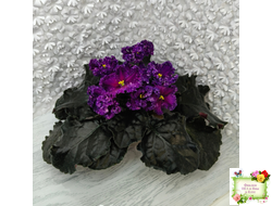 НД-Магнитная Аномалия Люкс (Н. Данилова-Суворова)