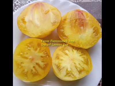 Томат гном Лимонный лед (Dwarf Lemon Ice, дварф Лемон айс) США