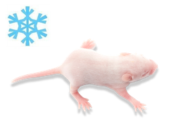 Мышь кормовая замороженная бархатная 2-4гр, 2-2,5см