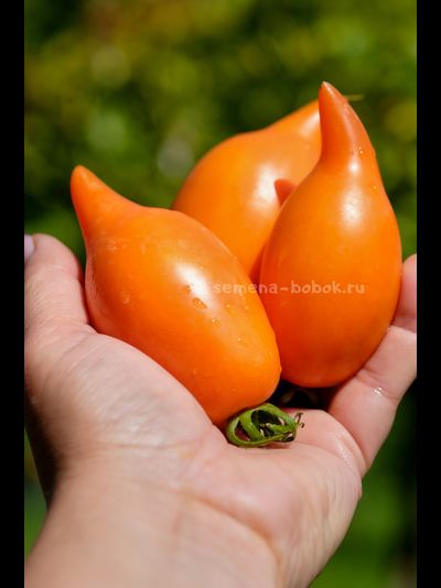 Томат Orange Walk (Оранжевая Прогулка), 10 шт