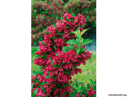 Вейгела Ред Принс фото цветения красовский-сад.рф