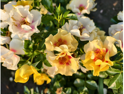 Ай оф зе Тайге (Eye of the Tiger)