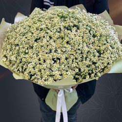 Классический большой букет из 101 белой кустовой ромашки