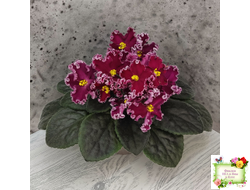 ЛЕ-Антарес  (Е. Лебецкая) 2014 г. (лист с детками посажен 24.07.25)