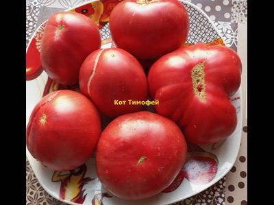 Томат Кот Тимофей