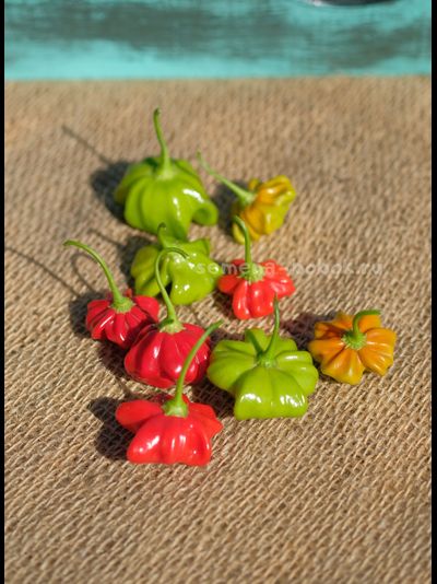 Перец острый Brazilian Starfish (Бразильская Морская Звезда), 10 шт