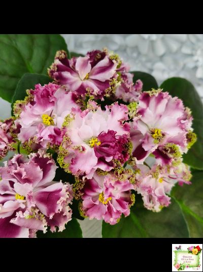 КО-Петушок Золотой Гребешок (О. Кособокова) 2016