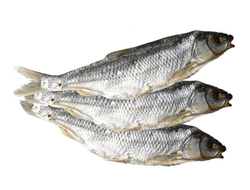 Кутум вяленый