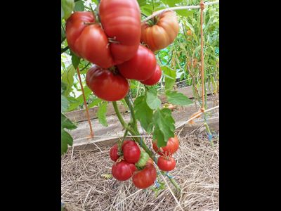 Томат Санта Лючия, (Sainte Lucie) США