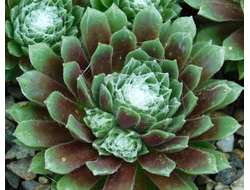 Sempervivum ARACHNOIDEUM - розетка