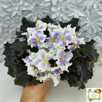 РМ-Золотой Берилл (Н.Скорнякова)