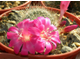 Rebutia senilis v.lilacino-rosea (семена)