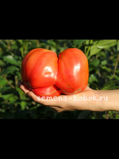 Томат Задница обезьяны (Monkey Ass), 10 шт.