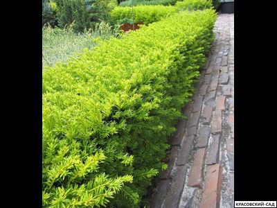 Тис ягодный Элегантиссима - Elegantissima