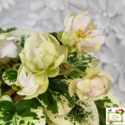 ЛЕ-Элли (Е. Лебецкая)