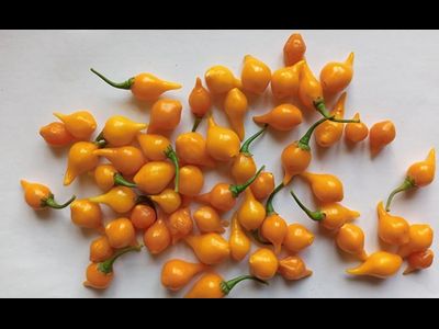 Перец острый Клювик желтый (Biquinho)