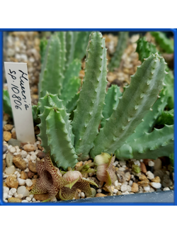 Huernia sp. 10806