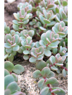 Очиток Ewersii (Седум)