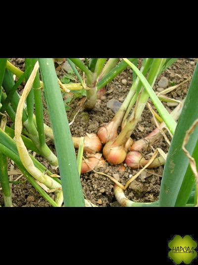 ЛУК СЕМЕЙНЫЙ ШАЛОТ МНОГОЛЕТНИЙ (250 г) для посадки под зиму, дает много зелени и много головок