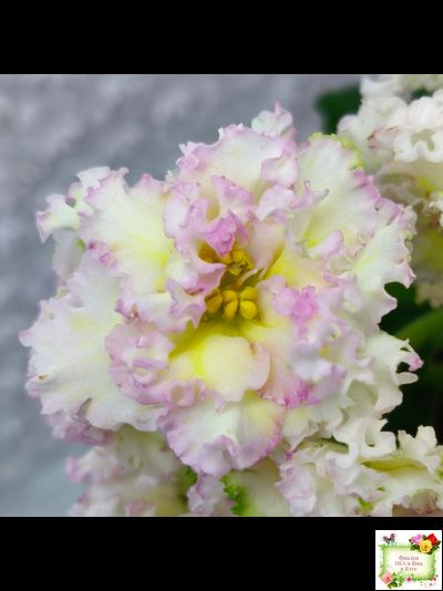 ЛЕ-Злато Скифов (Е. Лебецкая) 2015 г. (лист укоренённый)