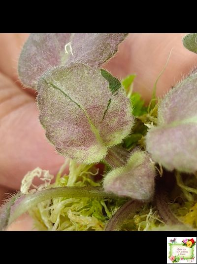 ОЗ-Viola-Tesoro (О. Завадська) листовая химера