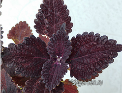 Колеус Blackberry Waffles