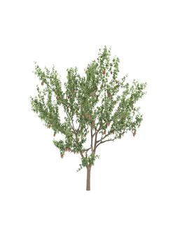 плодовые Евгения одноцветковая Eugenia uniflora Roma