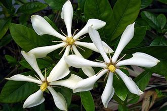 Gardenia Vietnamensis