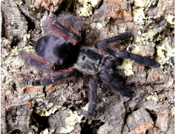 Tapinauchenius latipes