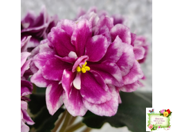 АВ-Последняя Любовь Самурая (Фиалковод) 2021 г.