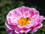 Paeonia Martha