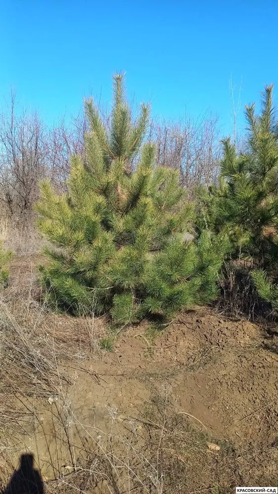 Сосна крымская Черная (Pinus nigra) – фото в ряд - красовский-сад.рф