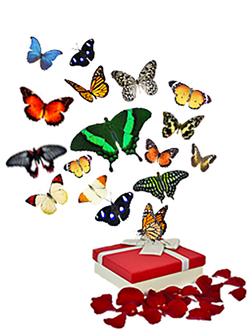 17 бабочек  всего за 5990 руб