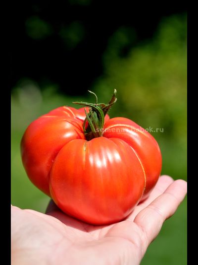 Томат Reduci (Ветеран), 10 шт